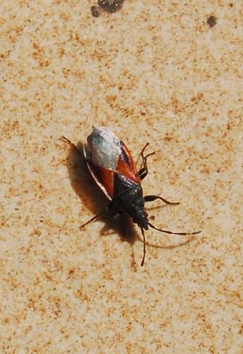 Réf. 192 210 : Oxycarenus lavaterae